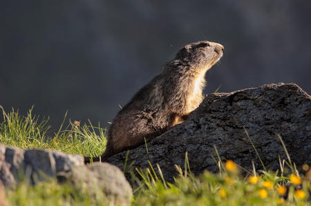 Marmotta IMG_0243